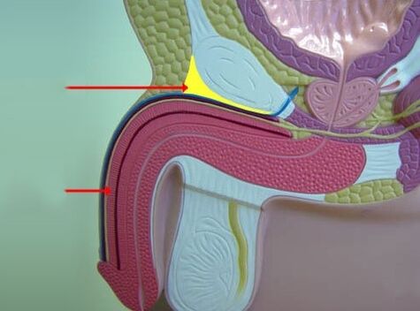 penile ligaments
